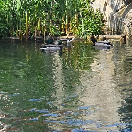 Апартаменты Les Berges Du Moulin Энсисайм Экстерьер фото